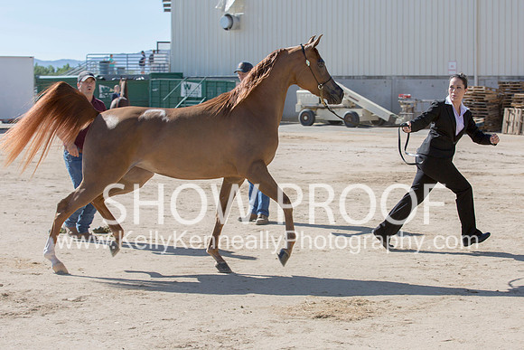 Region3_2015_Sun_0149 copy