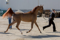 Region3_2015_Sun_0150 copy