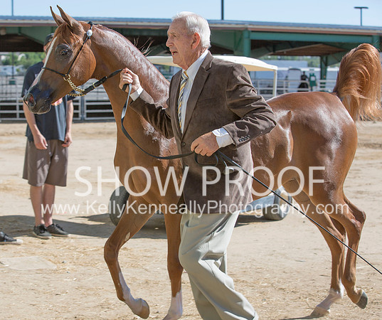 Region3_2015_Sun_0167 copy