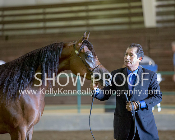 Region3_2015_Sun_0174 copy