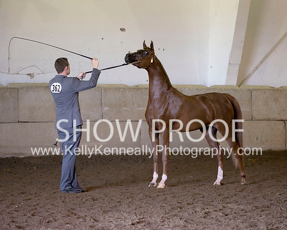 Region3_2015_Sun_0198 copy