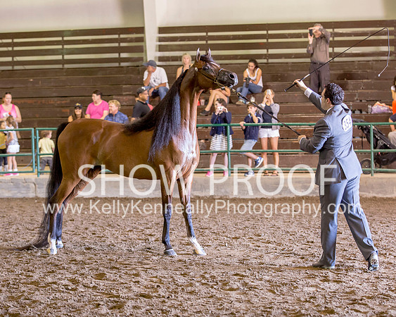 Region3_2015_Sun_0341 copy