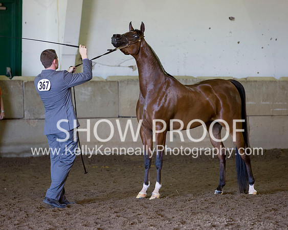 Region3_2015_Sun_0346 copy
