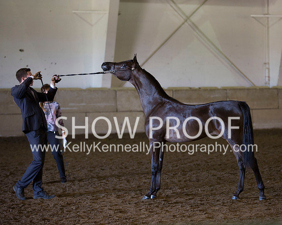 Region3_2015_Sun_0437 copy