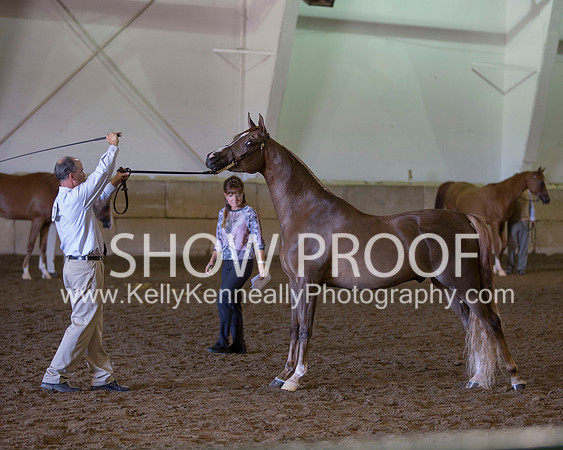 Region3_2015_Sun_0475 copy