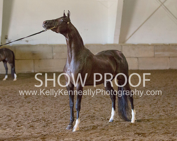 Region3_2015_Sun_0612 copy