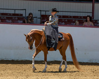 26 Arabian Ladies Side Saddle Western