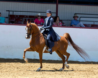 27 Arabian Country English Pl - JTR Choice/Elite