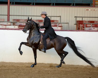 58 HA/AA Park Horse - Open