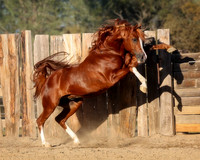 Aurelius at Play