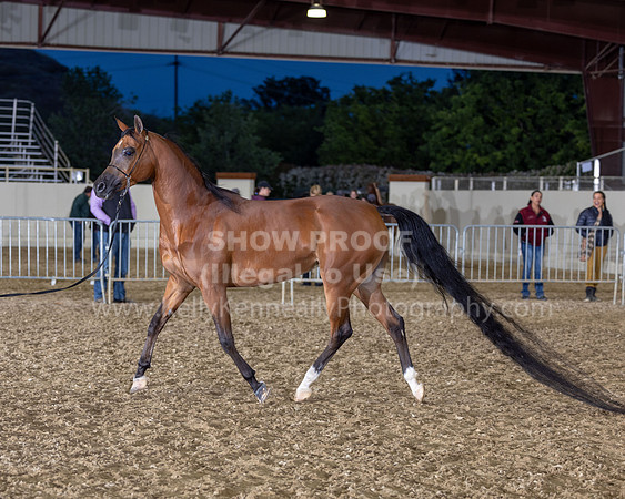 AHANC22_R5_Wed_0583