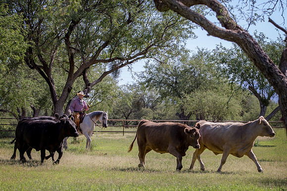 RS_CowWork18_5958