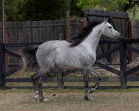 Kamilah0326_3573