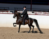 134 Arabian Park Horse - Open