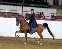 142 Arabian Country English Pl - Limit Horse