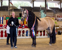 148 R1 Half A/L Stallions - All Ages