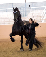 105 R10 Friesian Stallions - All Ages