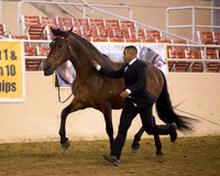 106 R1 A/L Geldings - All Ages