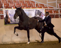 108 R1 A/L Senior Stallions 5 Years & Over