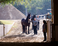 201 R10 Friesian In-Hand Geldings - All Ages