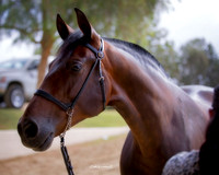 208 R1 A/L Senior Mares 5 & Over