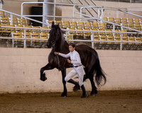 210 R10 Friesian In-Hand Mares - All Ages