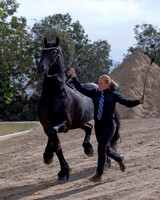 211 R10 Friesian In-Hand - All Ages/Genders - ATH