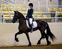 218 R10 Friesian Walk/Trot or Jog Pleasure - JTR