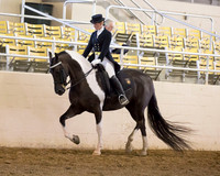 235 R10 Part Bred Friesian Dressage Hack - Open