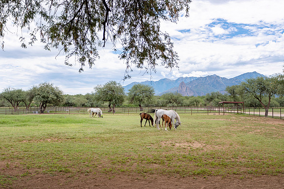 RS_Pastures_0440