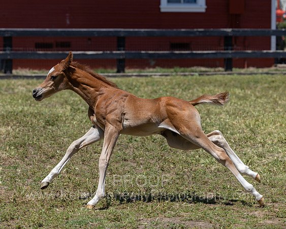 ShermanRanch0524_4053