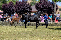 ShermanRanch0524_3036