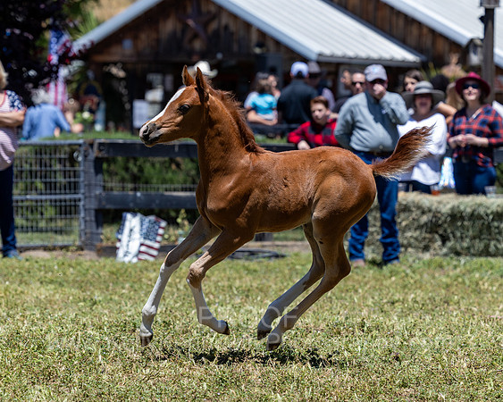 ShermanRanch0524_2016