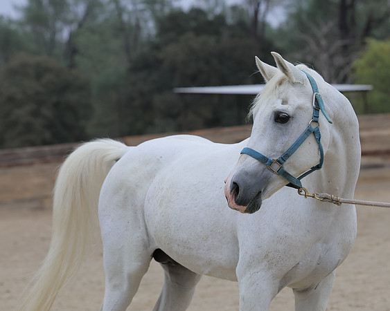 PCDonavanFall26_6333