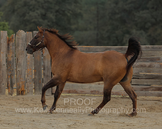 SamsonFall26_3668