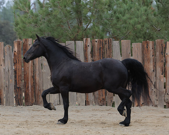 DutchFall26_2548