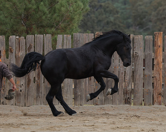DutchFall26_2889