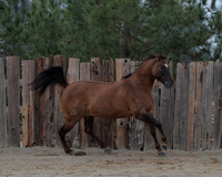 SamsonFall26_0552