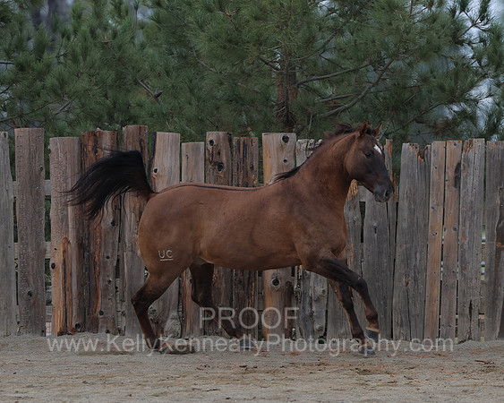 SamsonFall26_0552