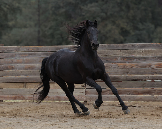 DutchFall26_2920