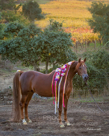 CorrineUnicorn_702