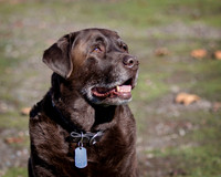 ShermanRanchDogs2015_0890