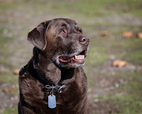 ShermanRanchDogs2015_0890