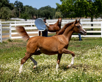 Becker0623_Foal13-8849