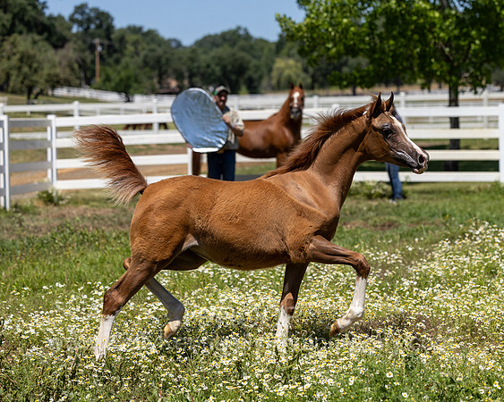 Becker0623_Foal13-8849