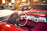ShermanRanchDogs2015_0927