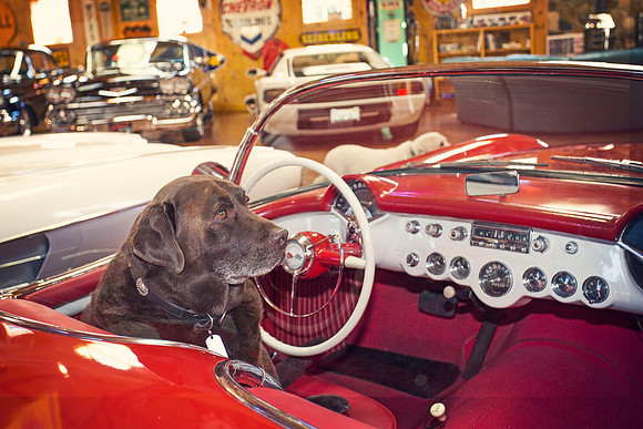 ShermanRanchDogs2015_0927