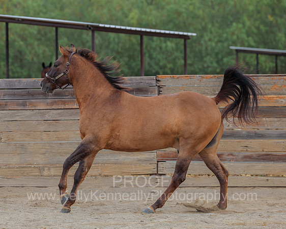 SamsonFall26_3644