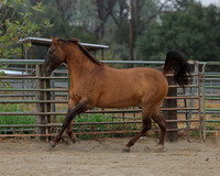 SamsonFall26_0233
