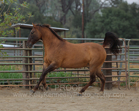 SamsonFall26_0233